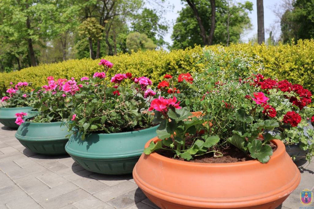 у покрові висаджують квіти - зображення 2